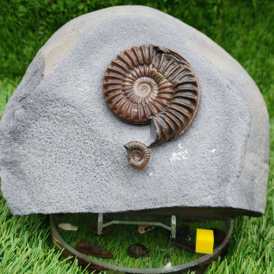 Caenisites ammonite fossil double Lyme Regis Dorset - North Yorkshire Fossils