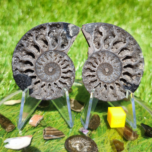 Calcite crystal Madagascar ammonite fossil - North Yorkshire Fossils