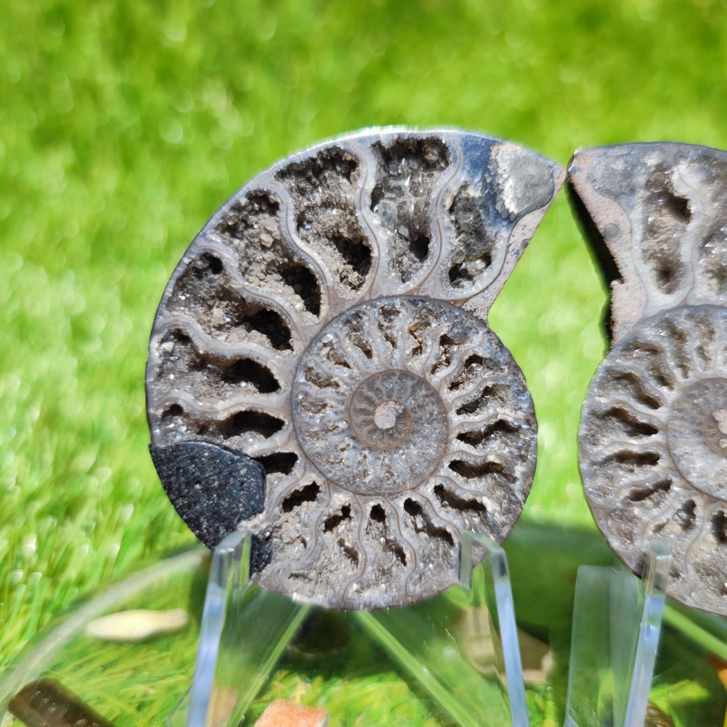 Calcite crystal Madagascar ammonite fossil - North Yorkshire Fossils