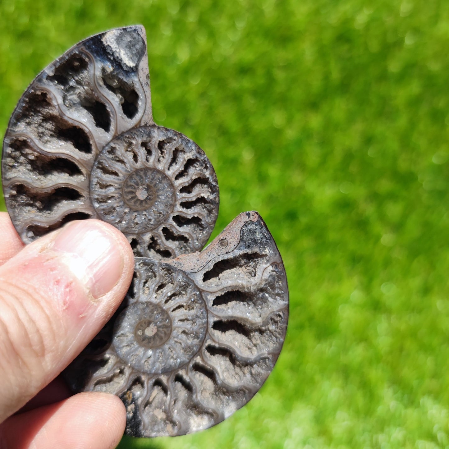 Calcite crystal Madagascar ammonite fossil - North Yorkshire Fossils