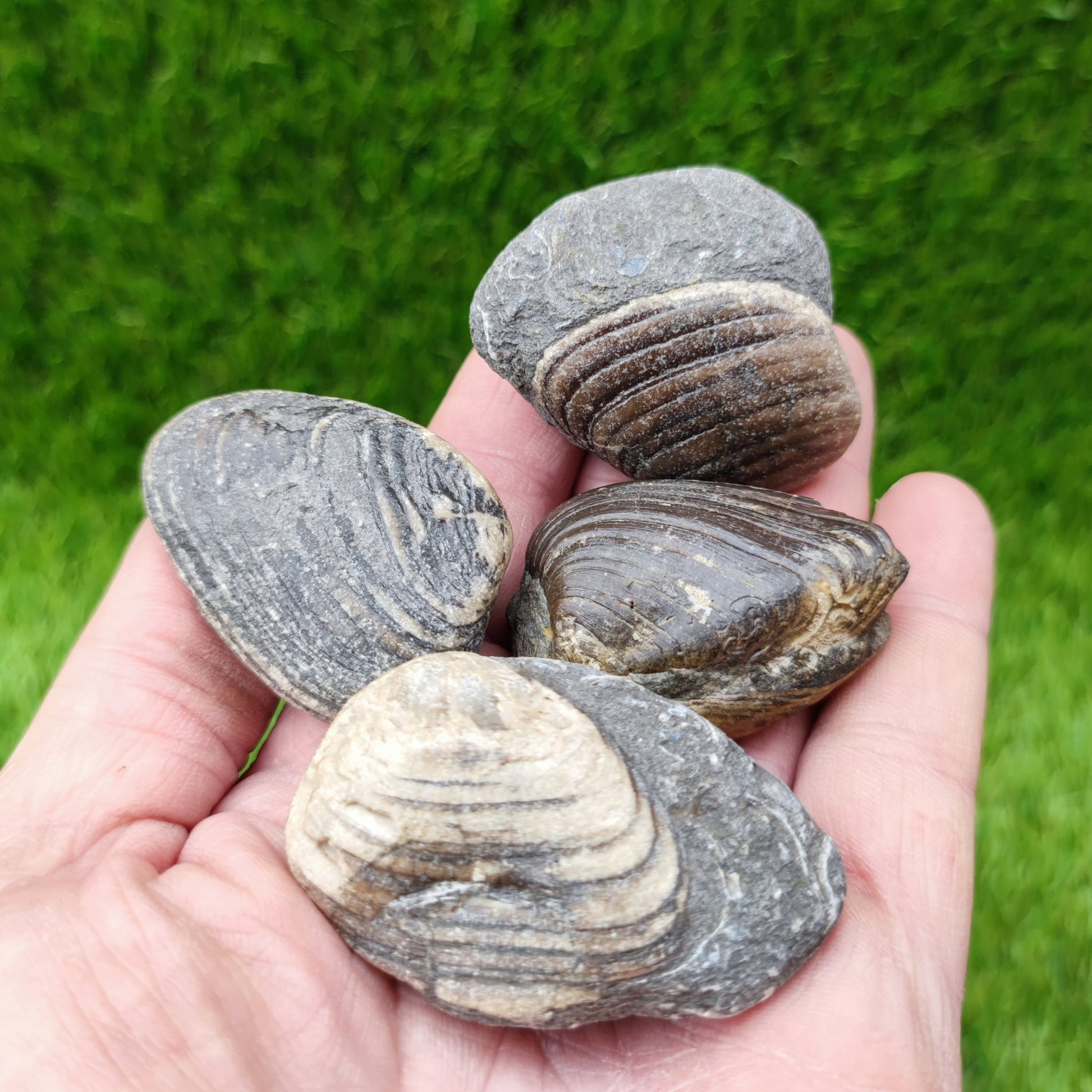 Cardinia shell fossil bundle of UK fossils - North Yorkshire Fossils