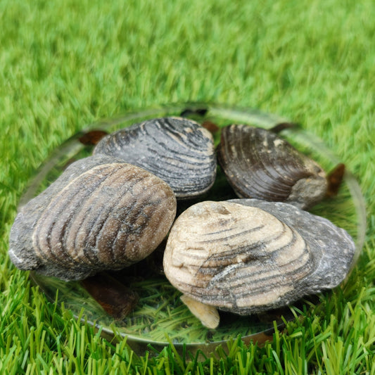 Cardinia shell fossil bundle of UK fossils - North Yorkshire Fossils