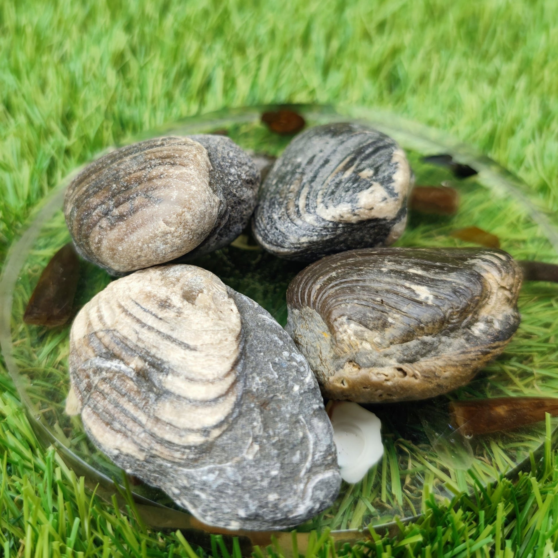 Cardinia shell fossil bundle of UK fossils - North Yorkshire Fossils