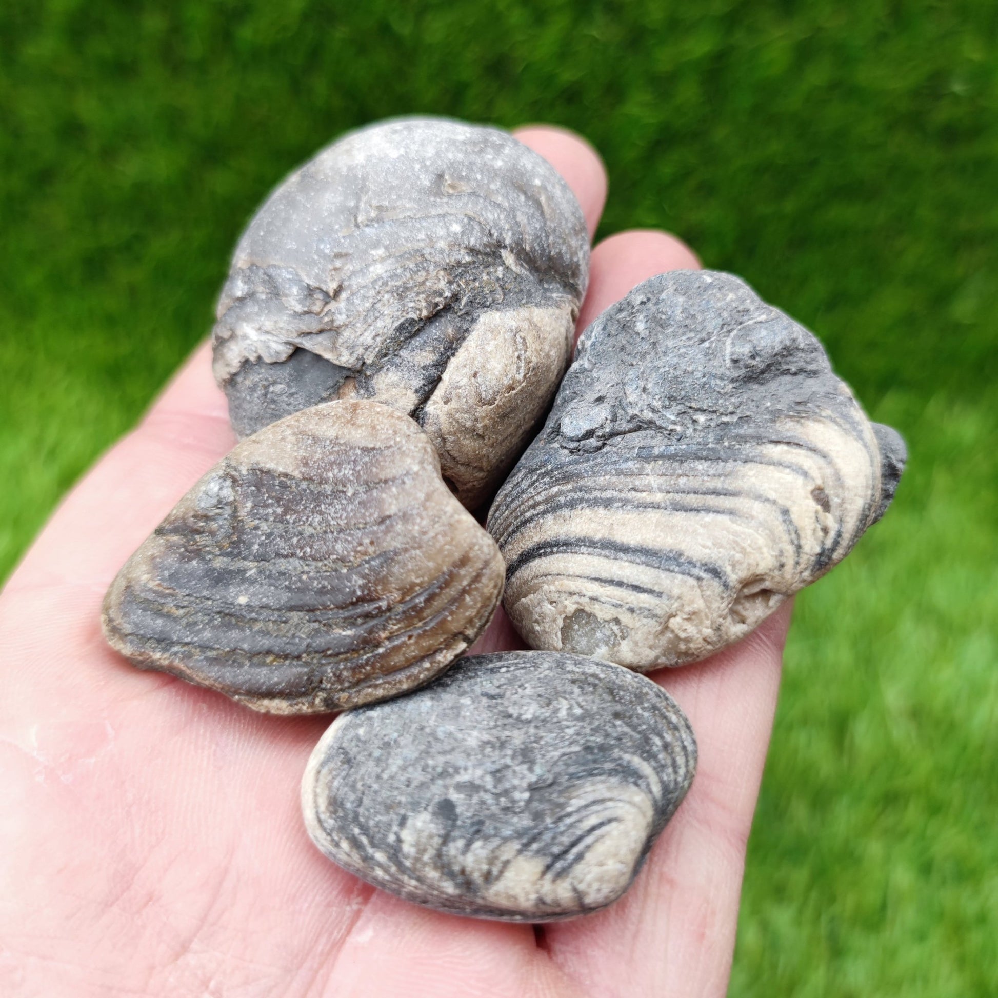 Cardinia shell fossil bundle of UK fossils North Yorkshire - North Yorkshire Fossils