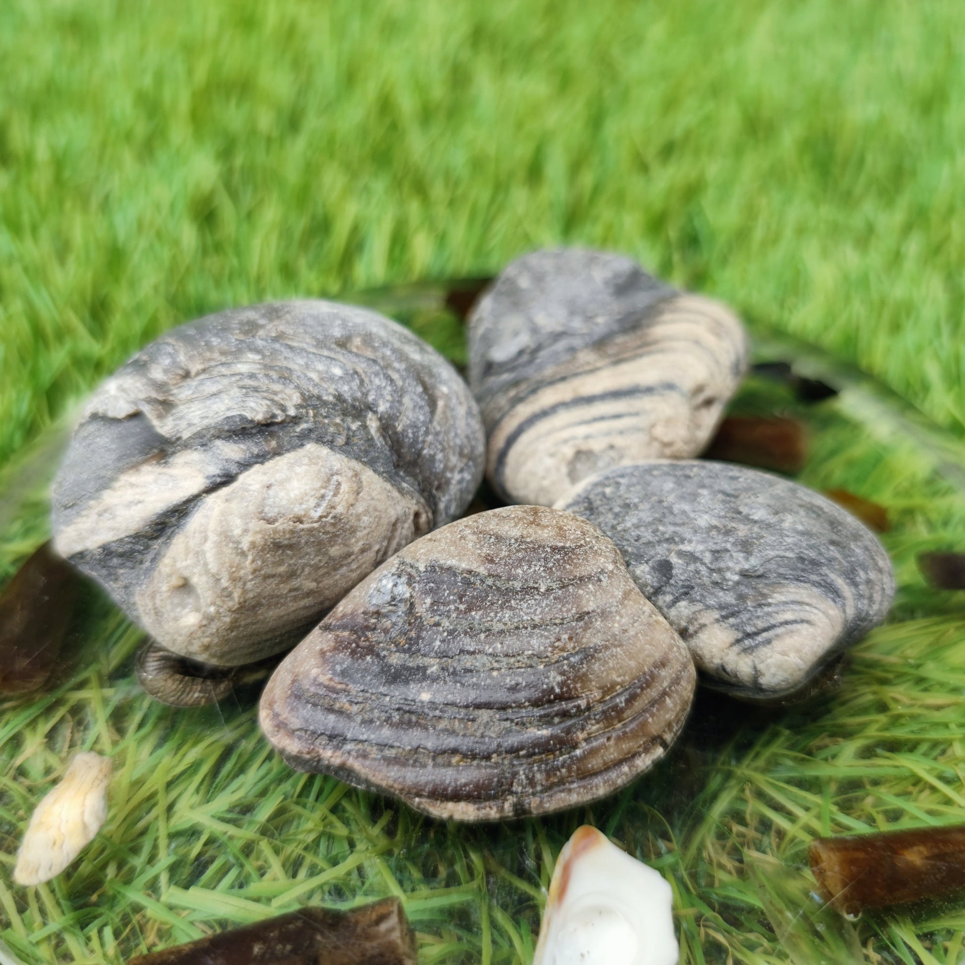 Cardinia shell fossil bundle of UK fossils North Yorkshire - North Yorkshire Fossils