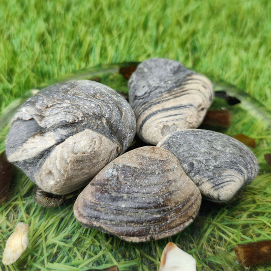 Cardinia shell fossil bundle of UK fossils North Yorkshire - North Yorkshire Fossils