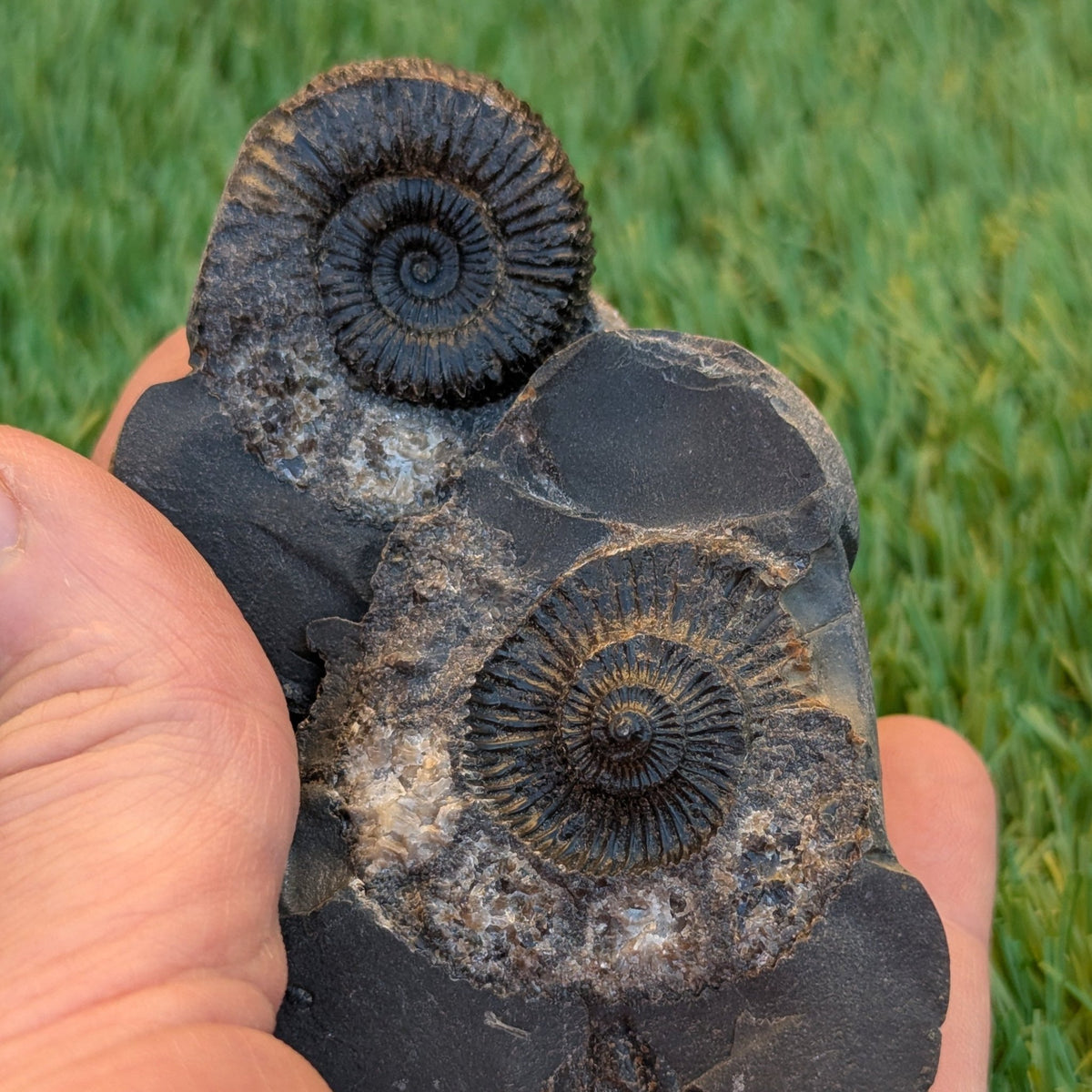 Catacoeloceras ammonite fossil pair - North Yorkshire Fossils