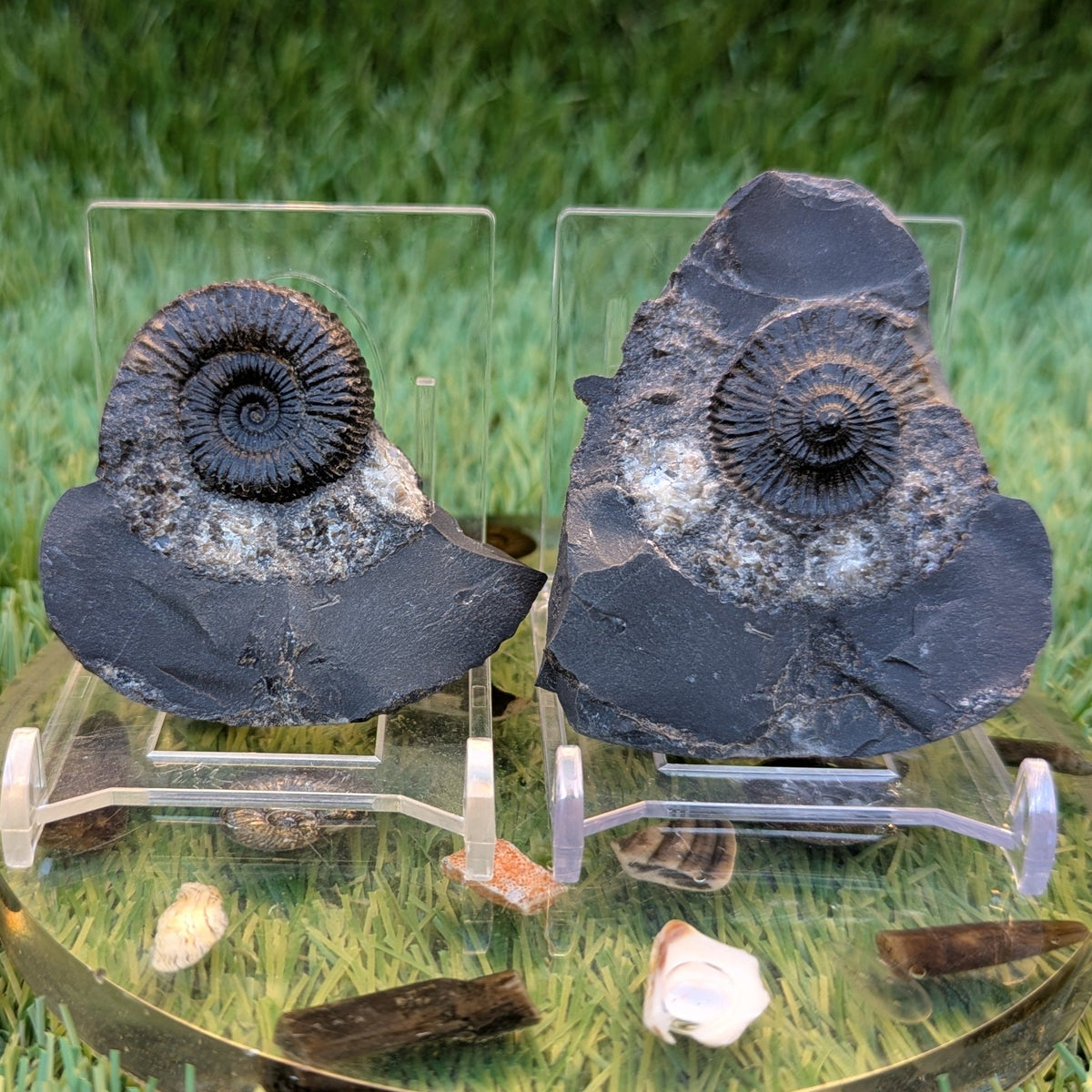 Catacoeloceras ammonite fossil pair - North Yorkshire Fossils