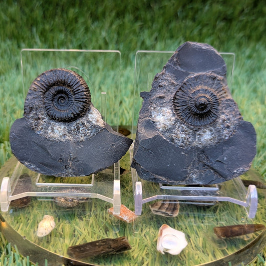 Catacoeloceras ammonite fossil pair - North Yorkshire Fossils