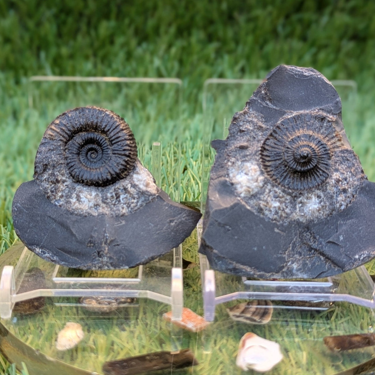 Catacoeloceras ammonite fossil pair - North Yorkshire Fossils