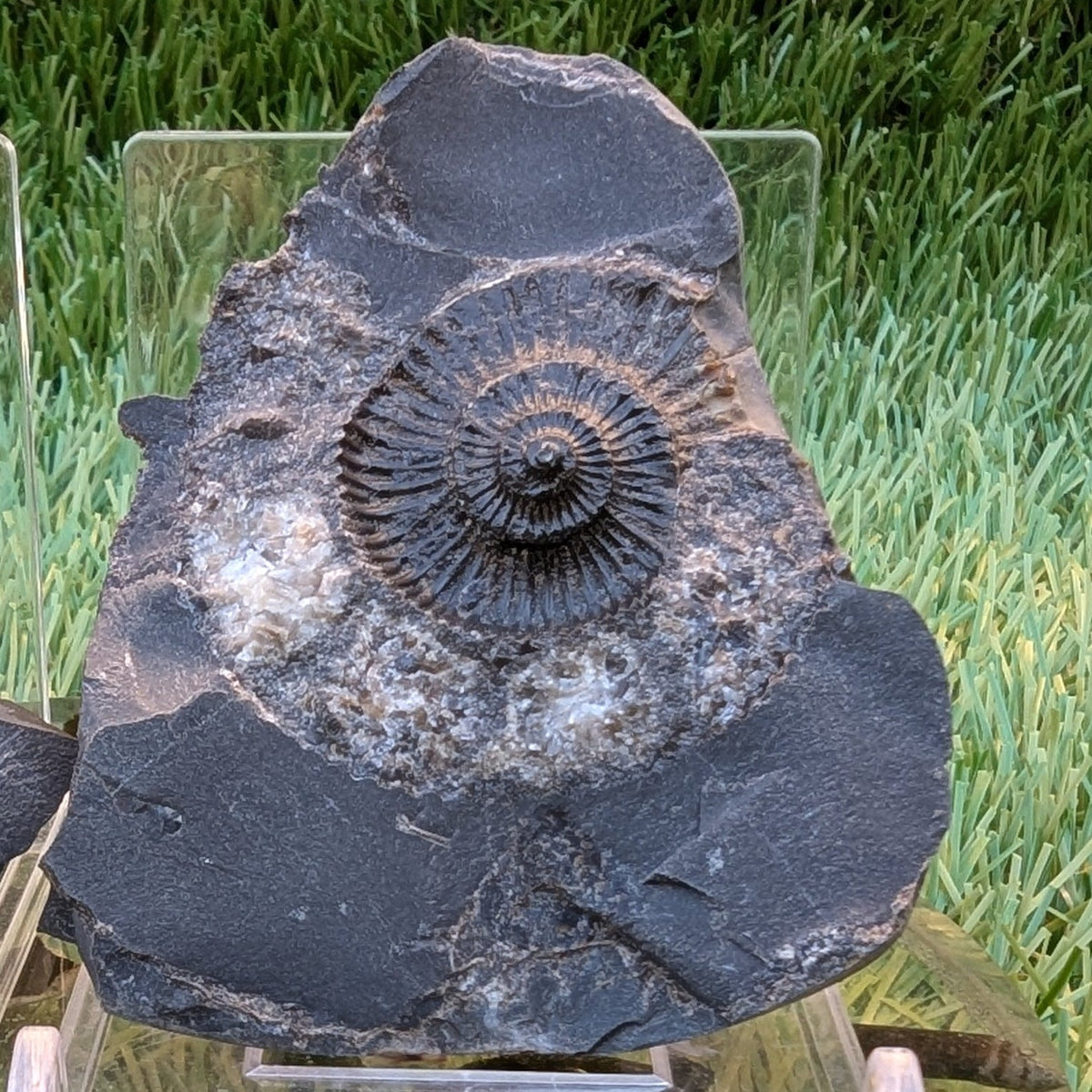 Catacoeloceras ammonite fossil pair - North Yorkshire Fossils