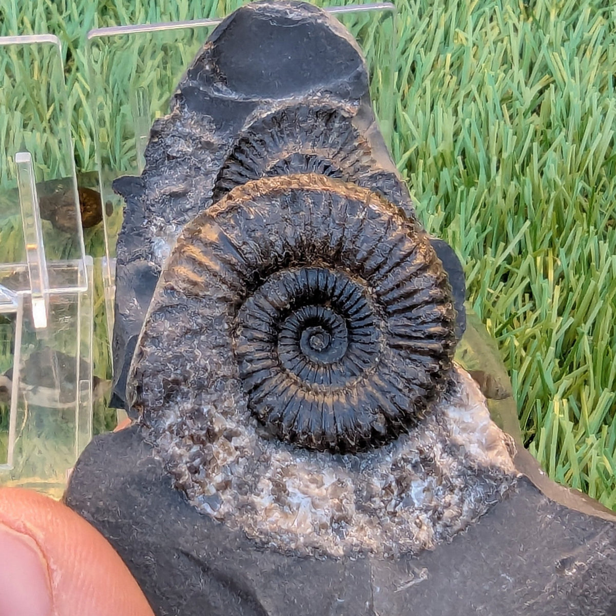 Catacoeloceras ammonite fossil pair - North Yorkshire Fossils