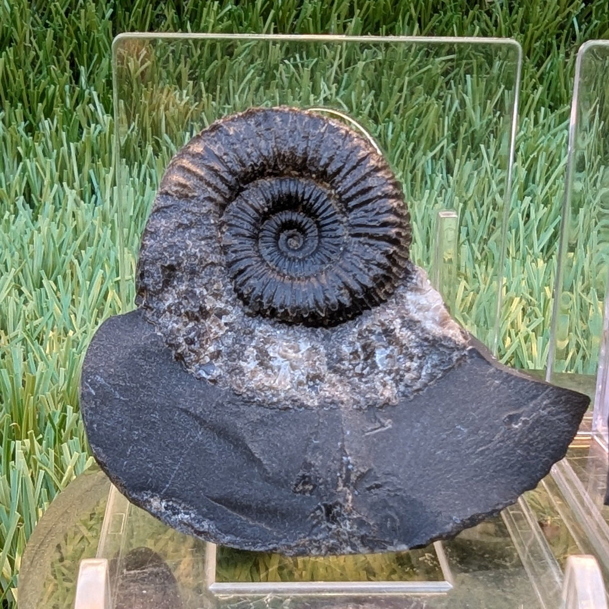 Catacoeloceras ammonite fossil pair - North Yorkshire Fossils