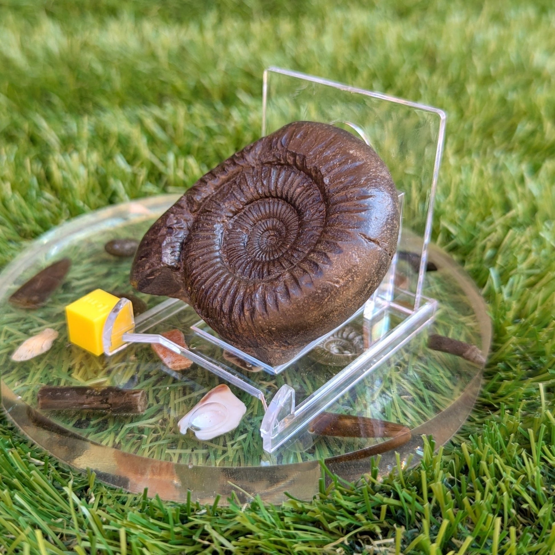 Catacoeloceras ammonite North Yorkshire fossils - North Yorkshire Fossils