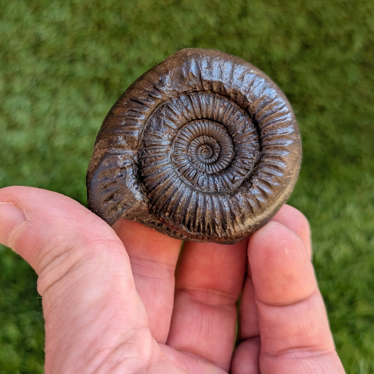 Catacoeloceras ammonite North Yorkshire fossils - North Yorkshire Fossils
