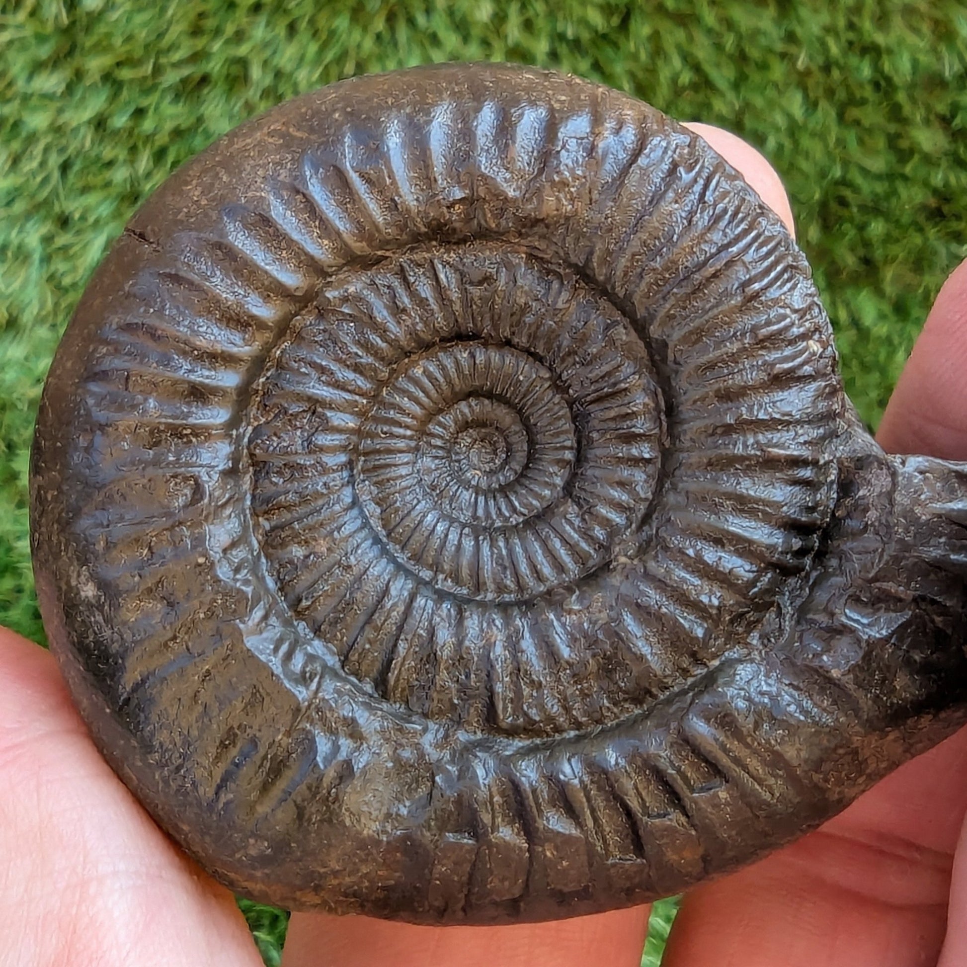 Catacoeloceras ammonite North Yorkshire fossils - North Yorkshire Fossils