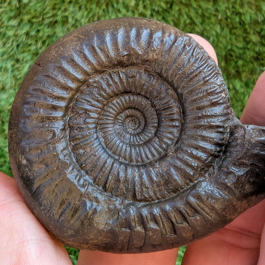Catacoeloceras ammonite North Yorkshire fossils - North Yorkshire Fossils