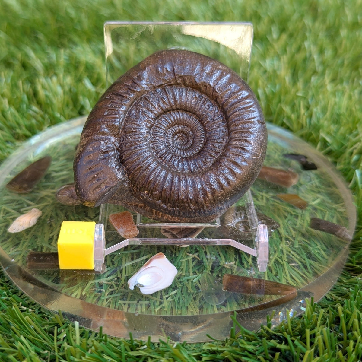 Catacoeloceras ammonite North Yorkshire fossils - North Yorkshire Fossils