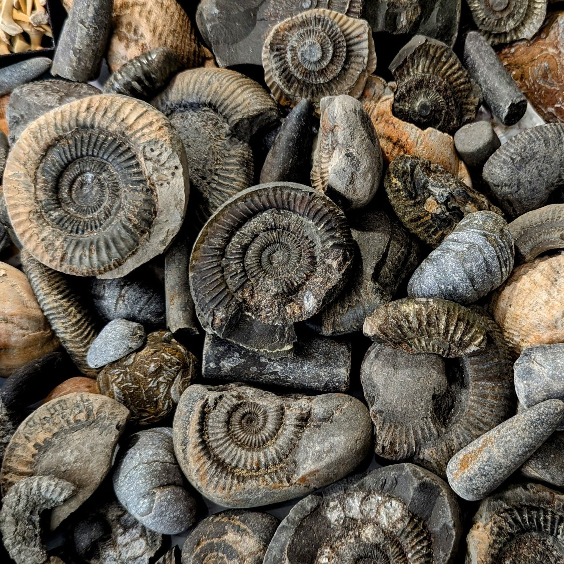 Children's Fossil Box - North Yorkshire Fossils