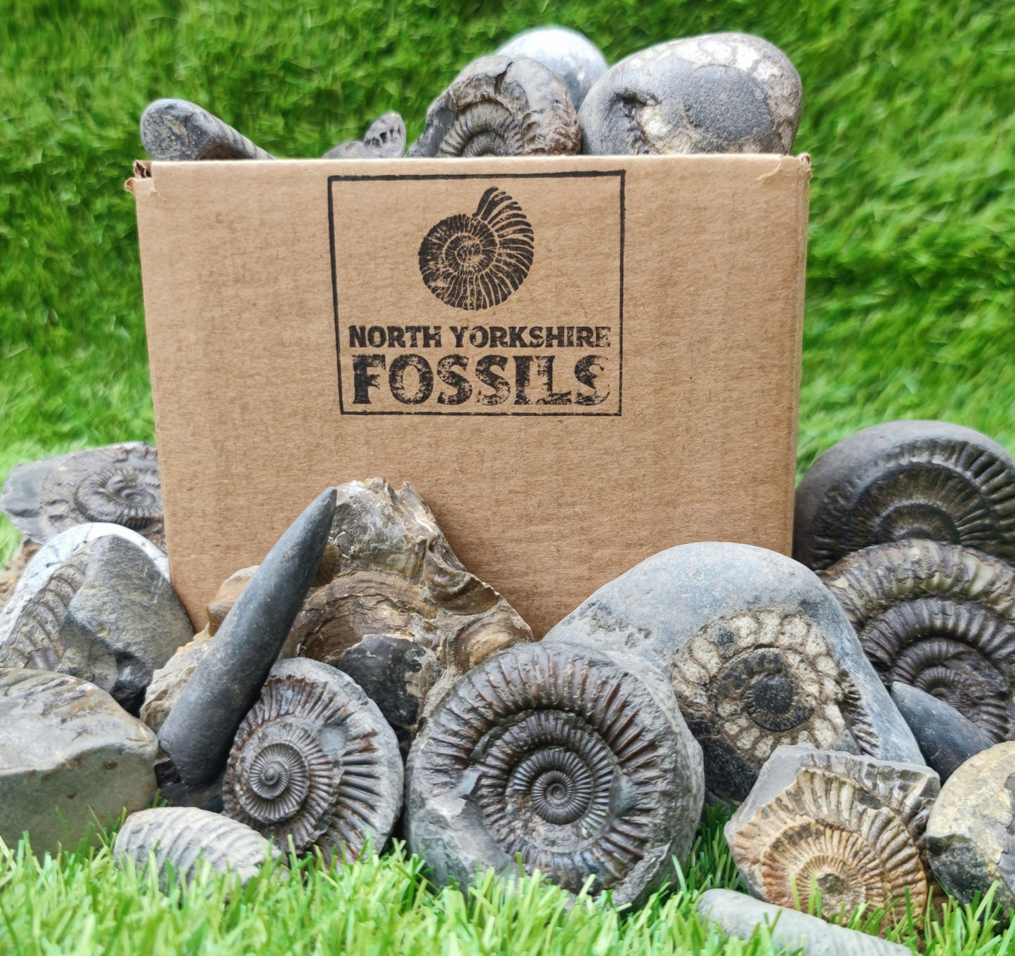Children's Fossil Box - North Yorkshire Fossils