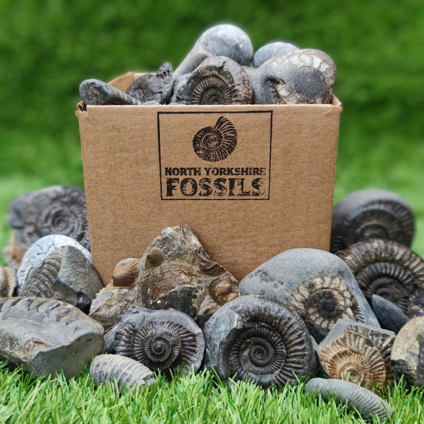 Children's Fossil Box - North Yorkshire Fossils