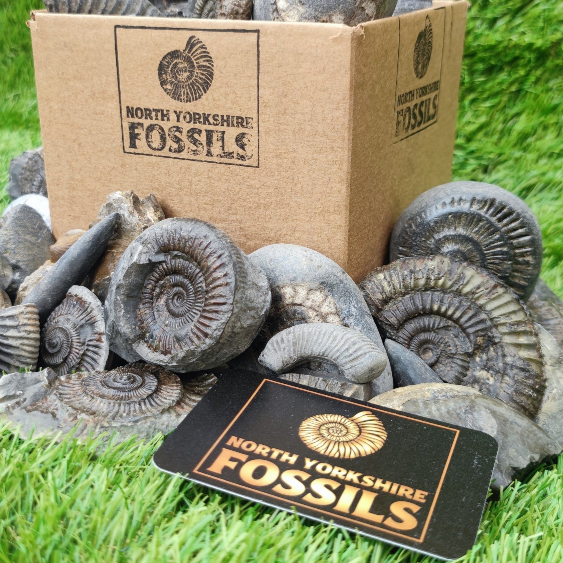 Children's Fossil Box - North Yorkshire Fossils