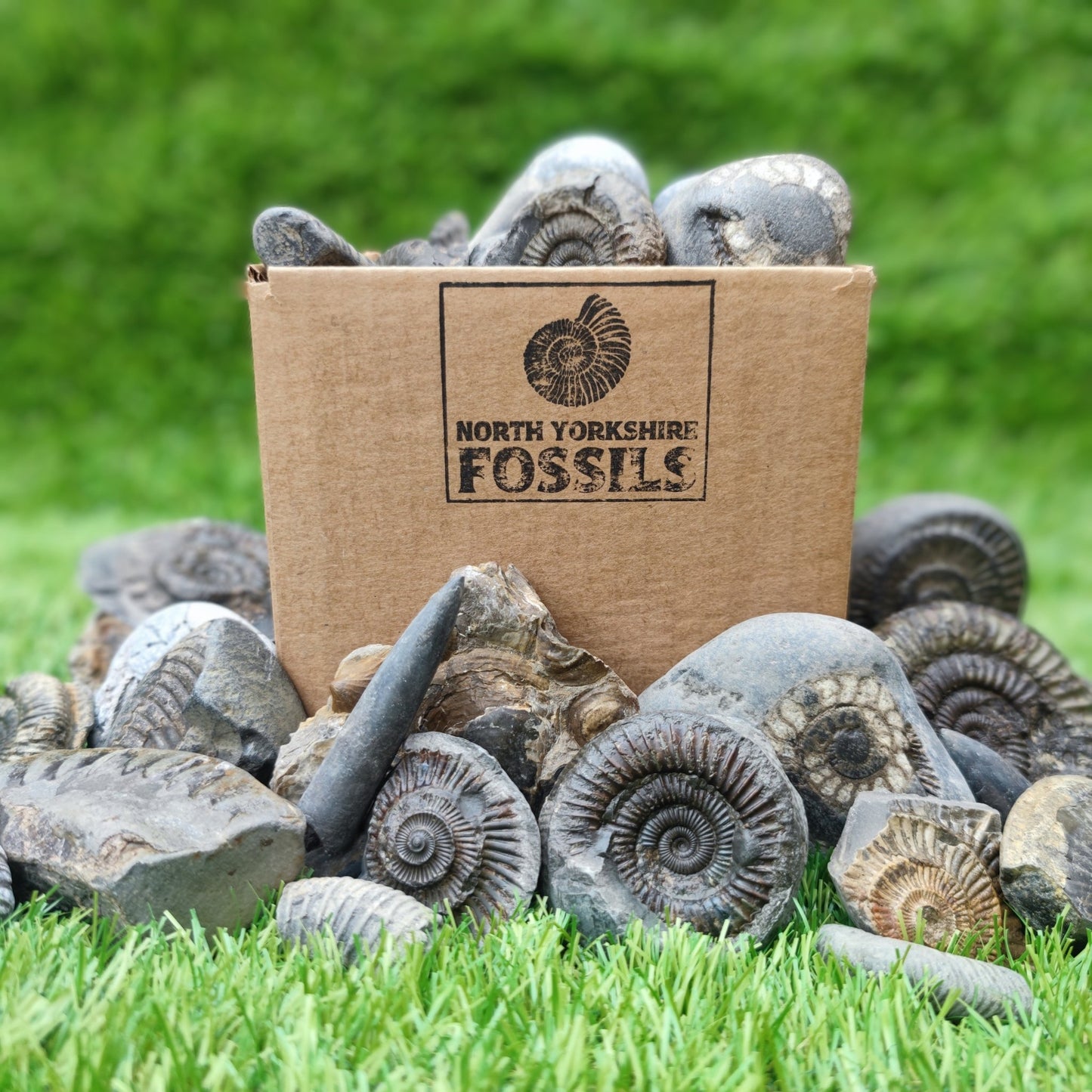Children's Fossil Box - North Yorkshire Fossils