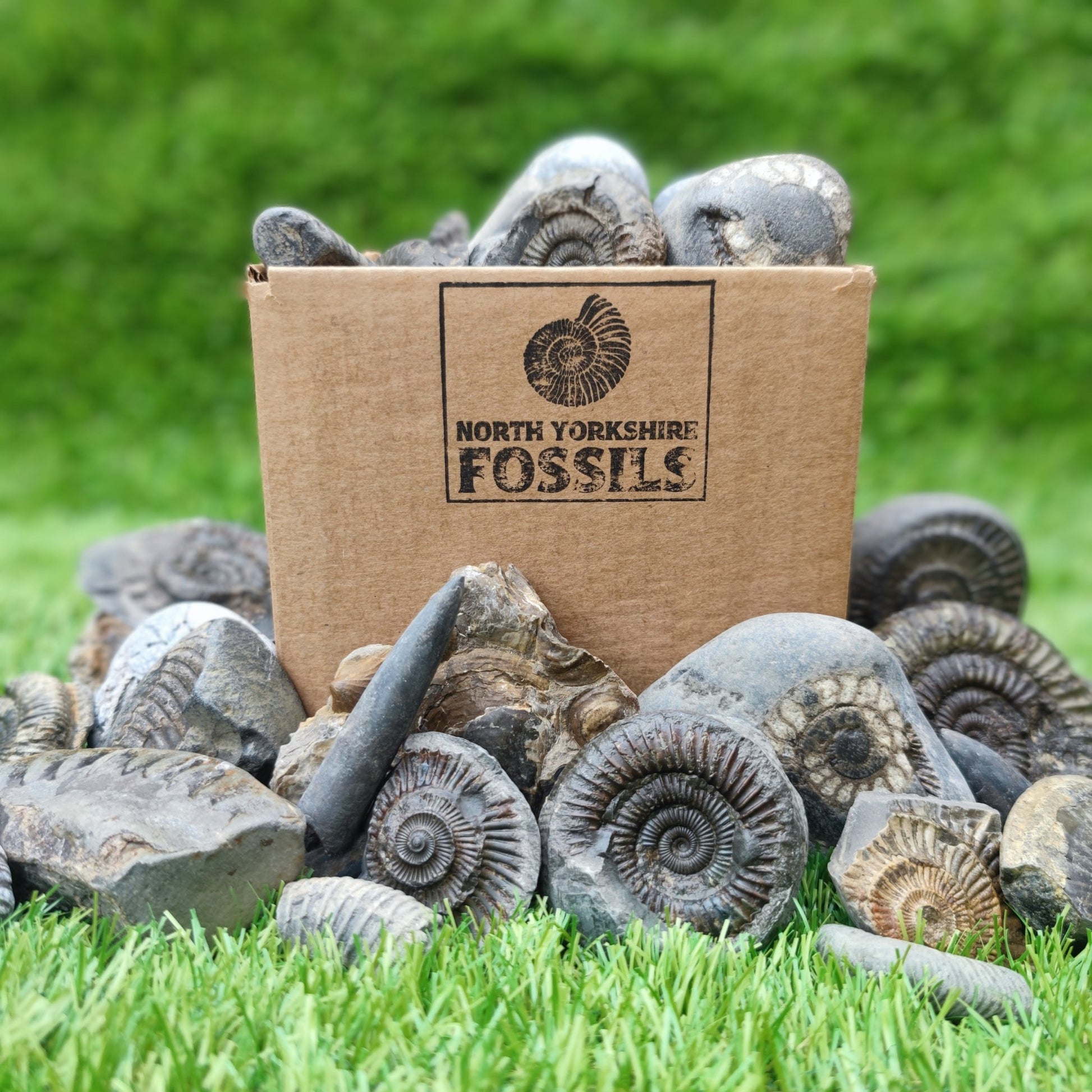 Children's Fossil Box - North Yorkshire Fossils
