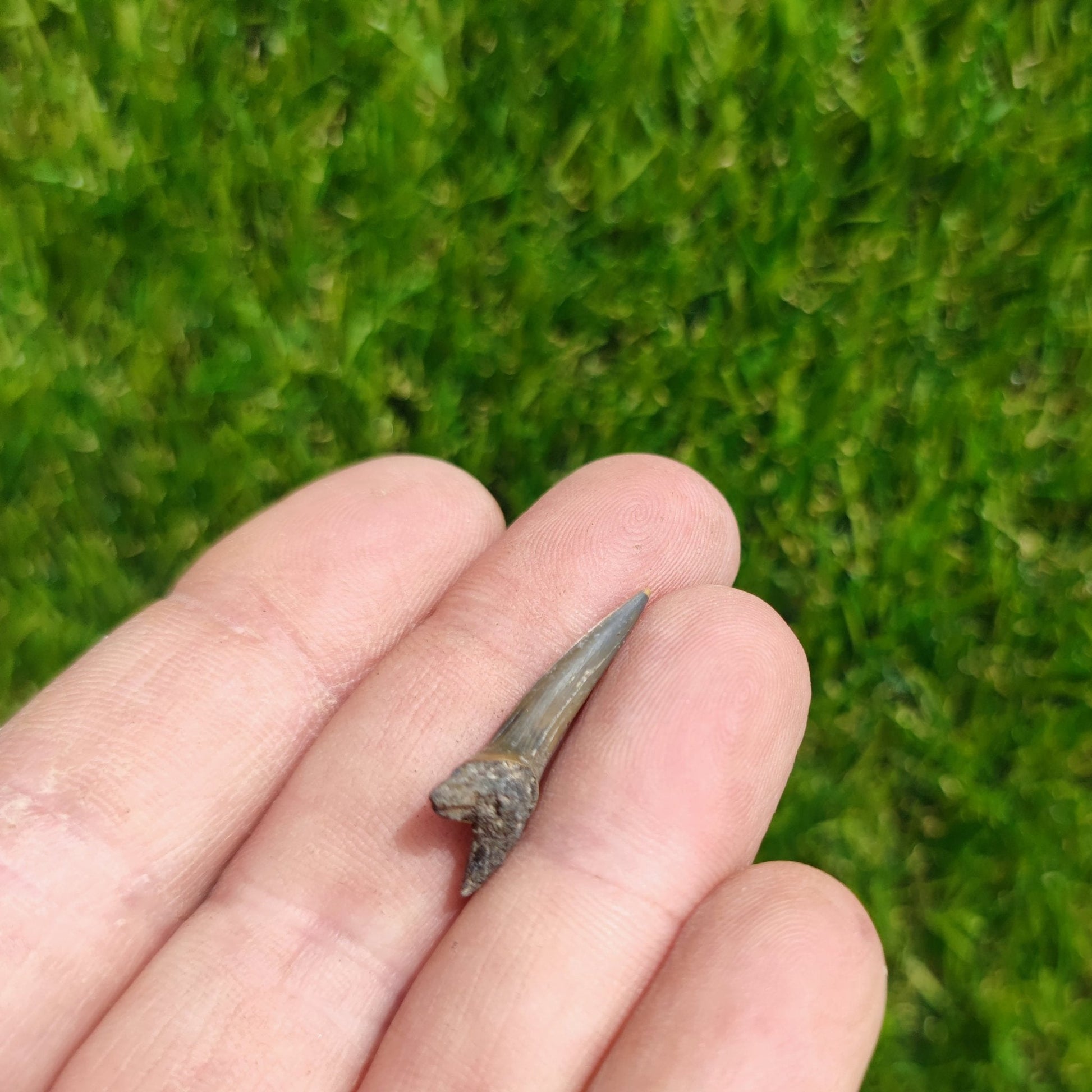 Children's fossil box worldwide - North Yorkshire Fossils