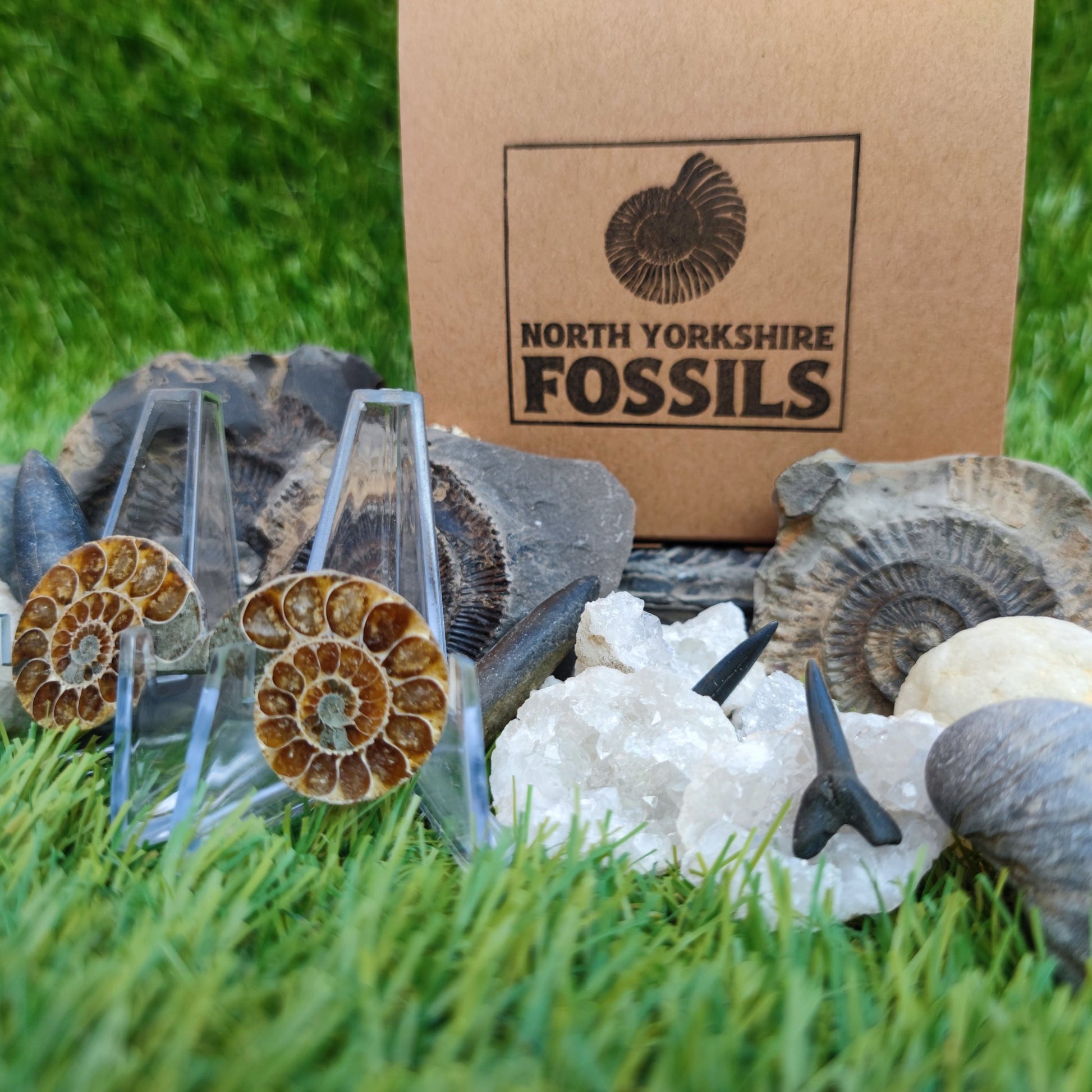 Children's fossil gift set worldwide fossils - North Yorkshire Fossils