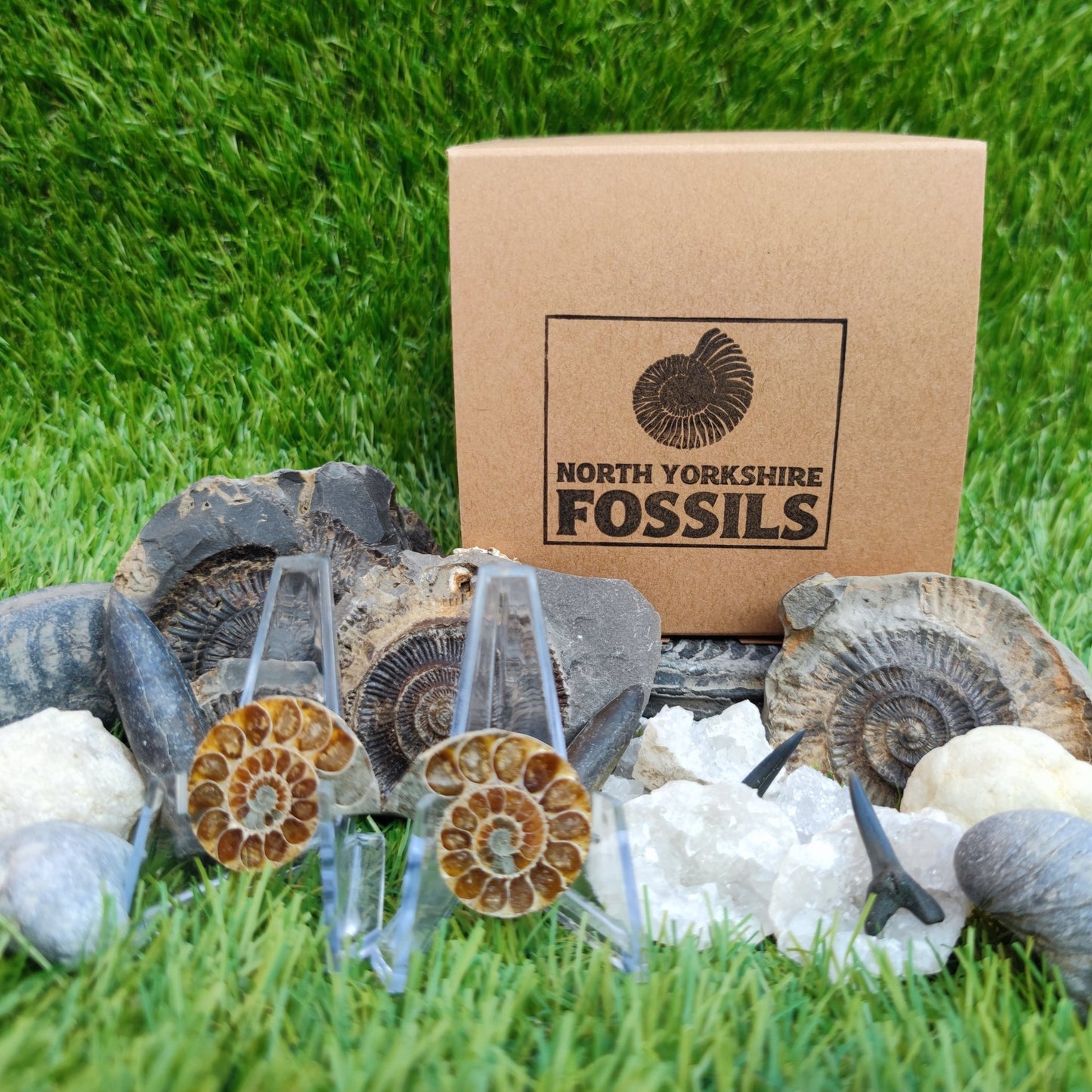 Children's fossil gift set worldwide fossils - North Yorkshire Fossils