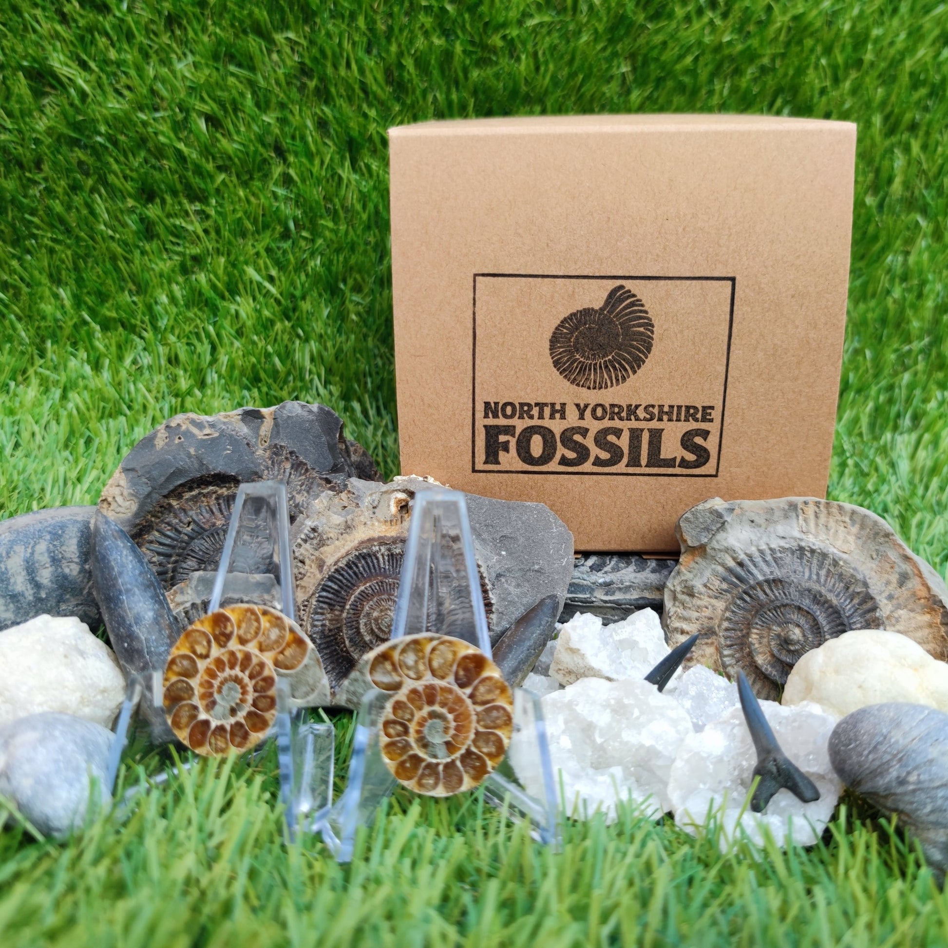 Children's fossil gift set worldwide fossils - North Yorkshire Fossils