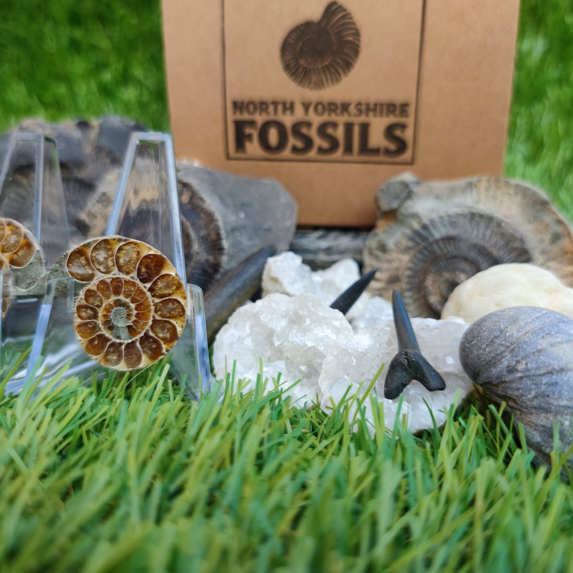 Children's fossil gift set worldwide fossils - North Yorkshire Fossils