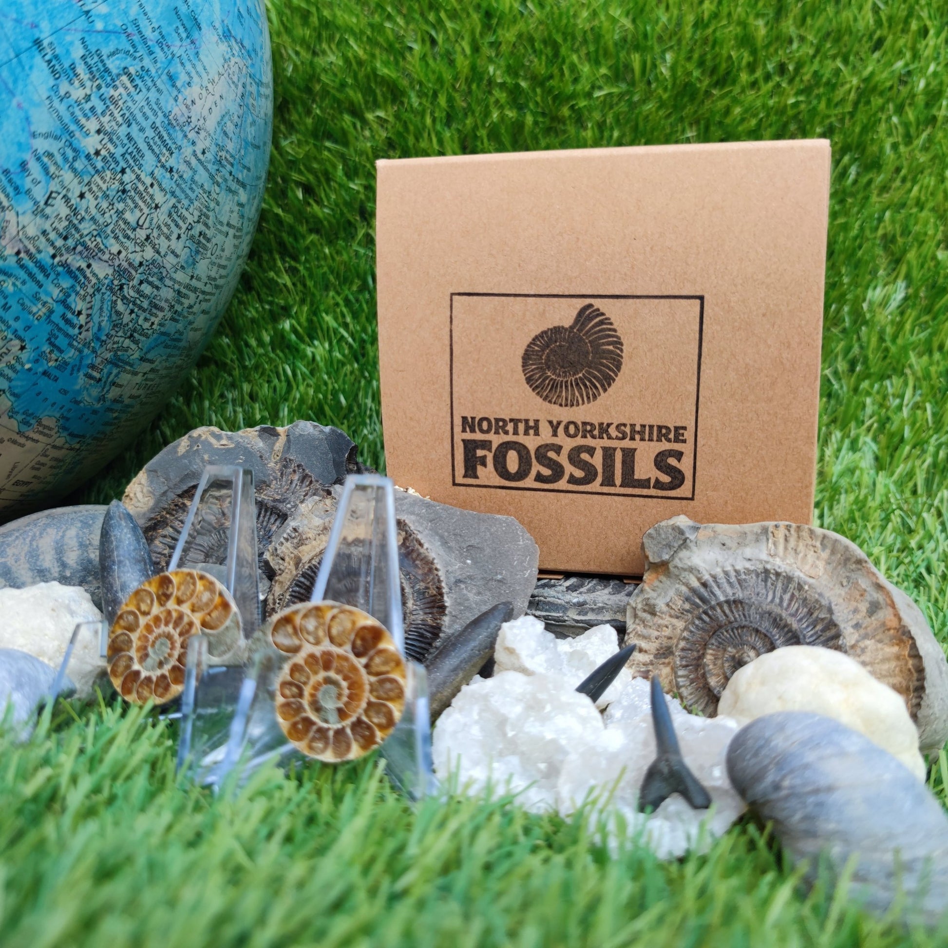 Children's fossil gift set worldwide fossils - North Yorkshire Fossils