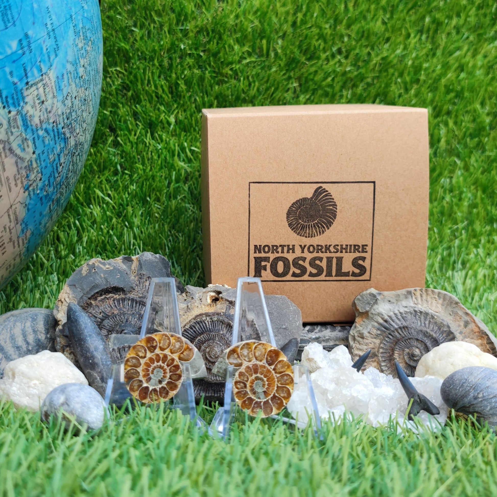 Children's fossil gift set worldwide fossils - North Yorkshire Fossils