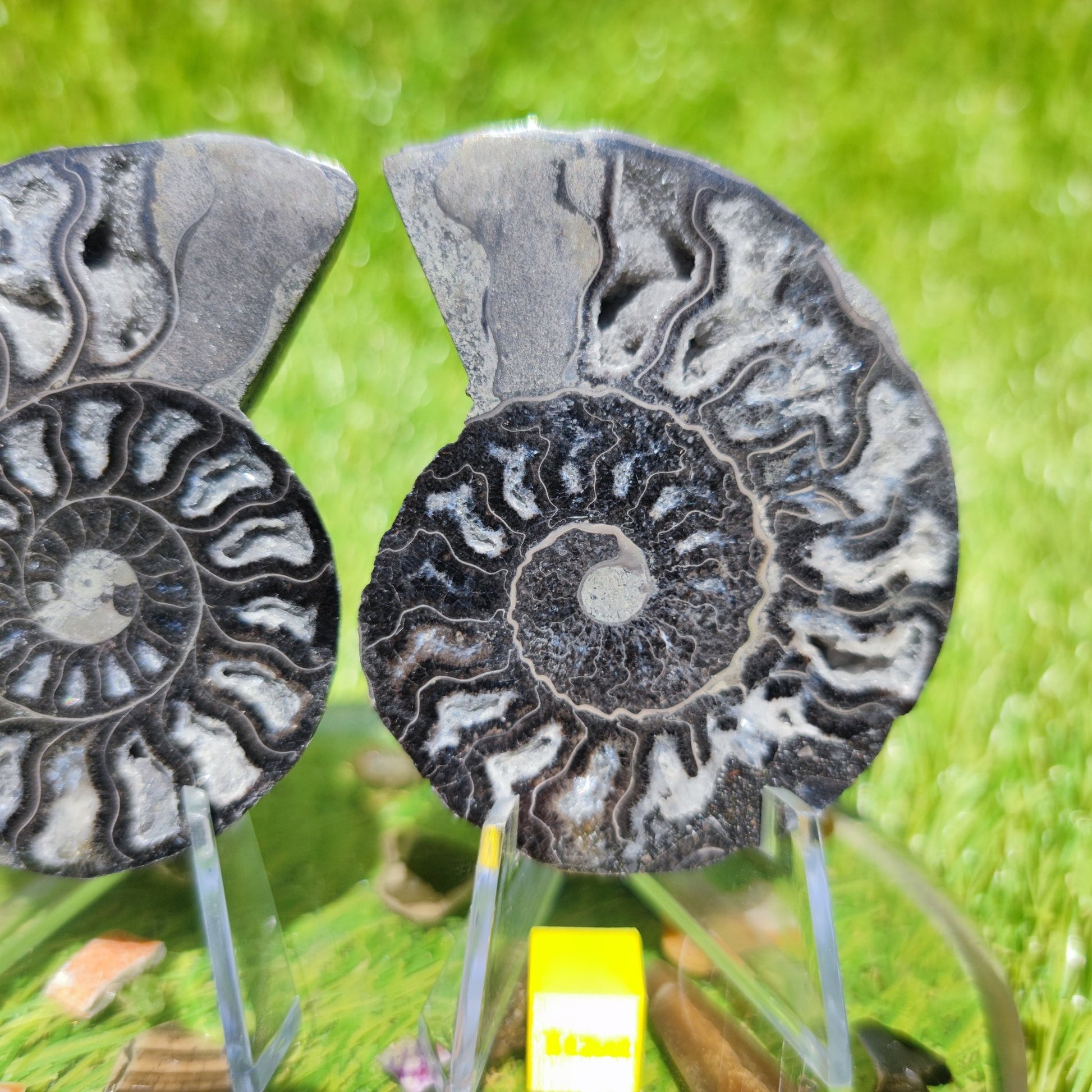 Cleoniceras ammonite fossil black & white - North Yorkshire Fossils
