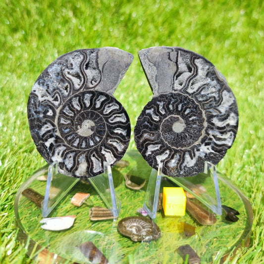 Cleoniceras ammonite fossil black & white - North Yorkshire Fossils