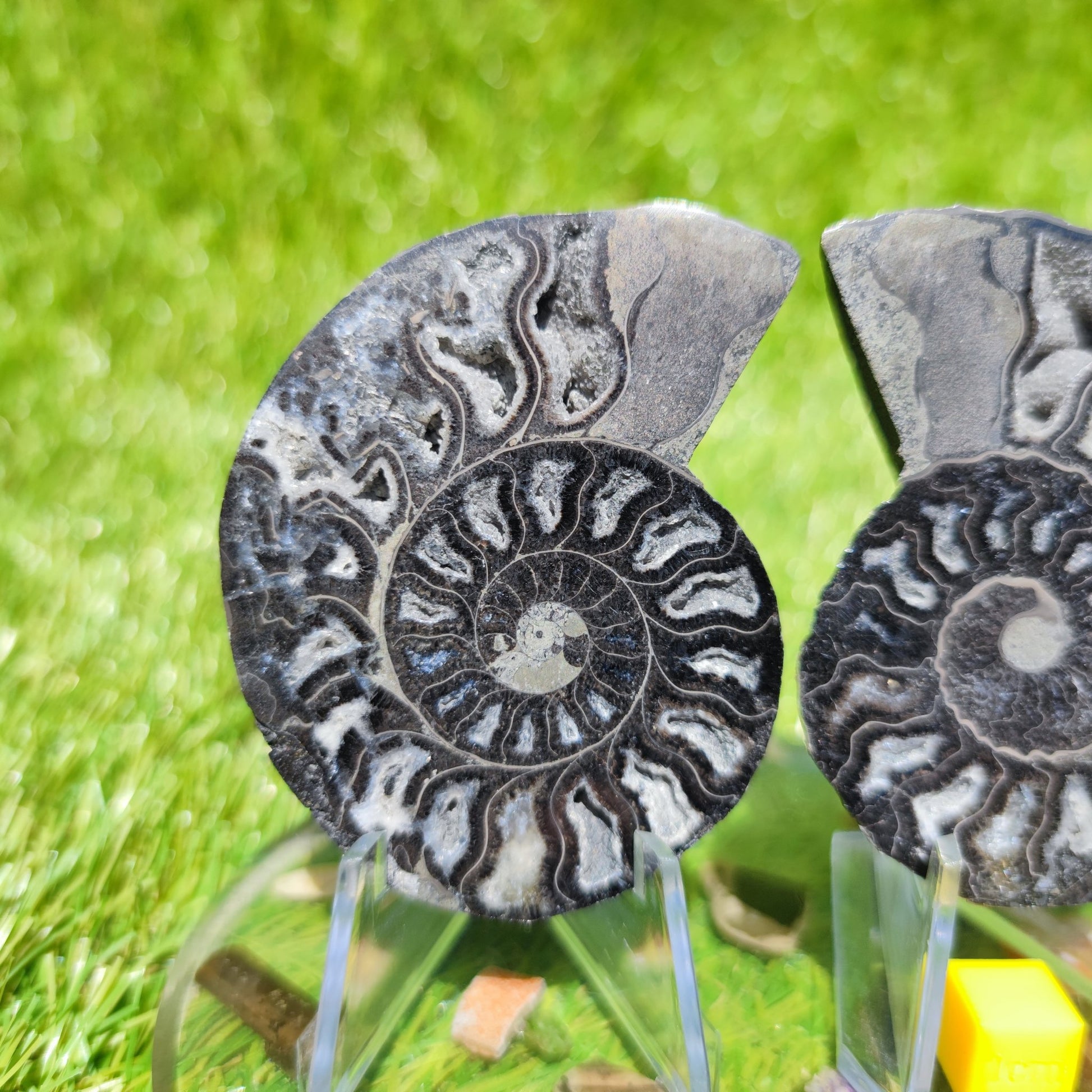 Cleoniceras ammonite fossil black & white - North Yorkshire Fossils