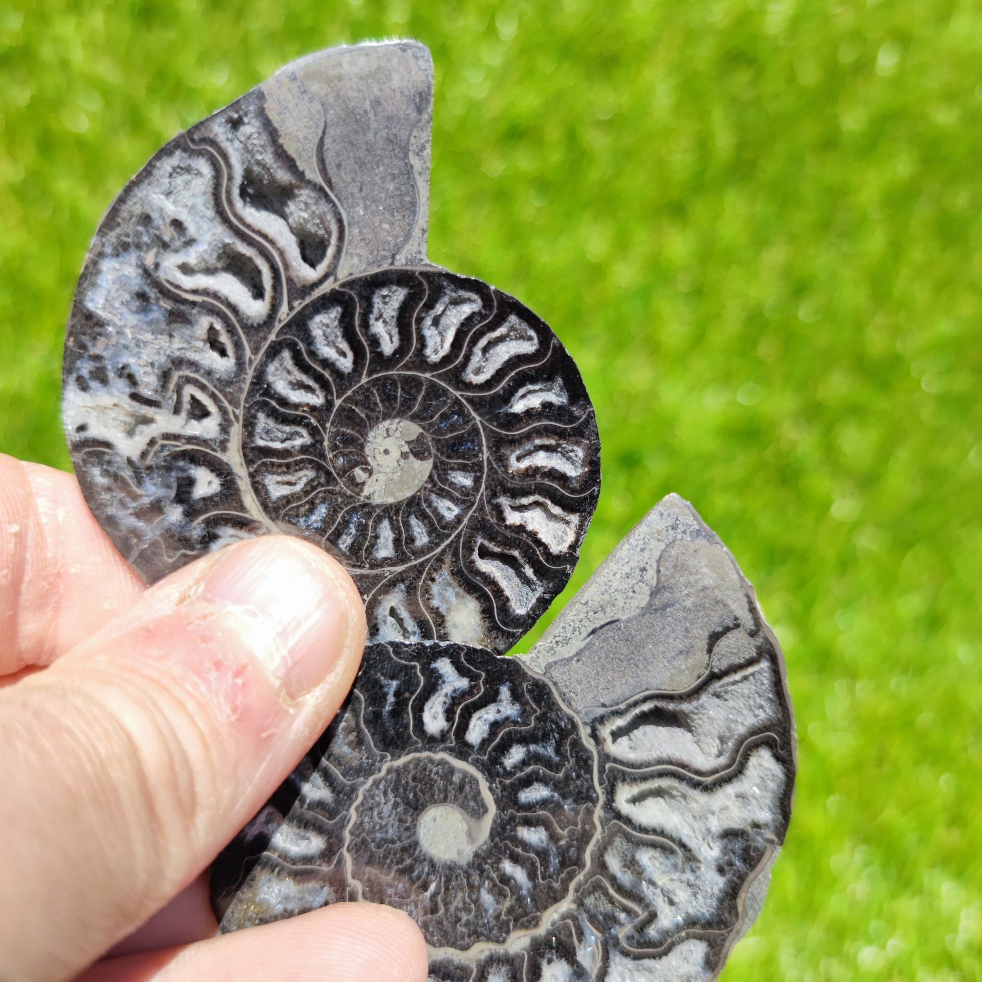Cleoniceras ammonite fossil black & white - North Yorkshire Fossils