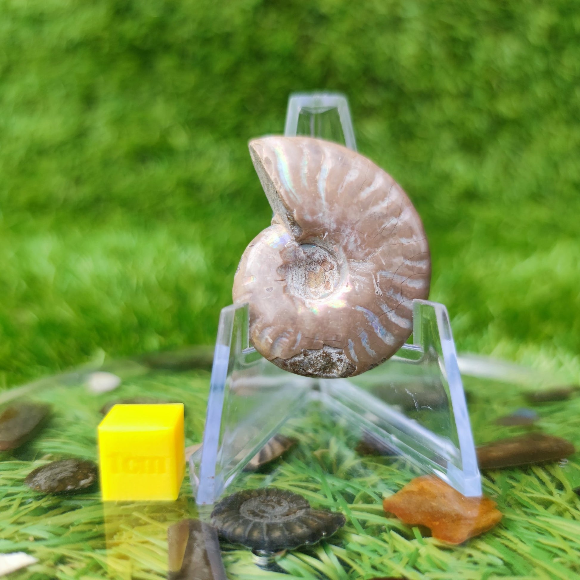 Cleoniceras iridescent Madagascar ammonite fossil - North Yorkshire Fossils