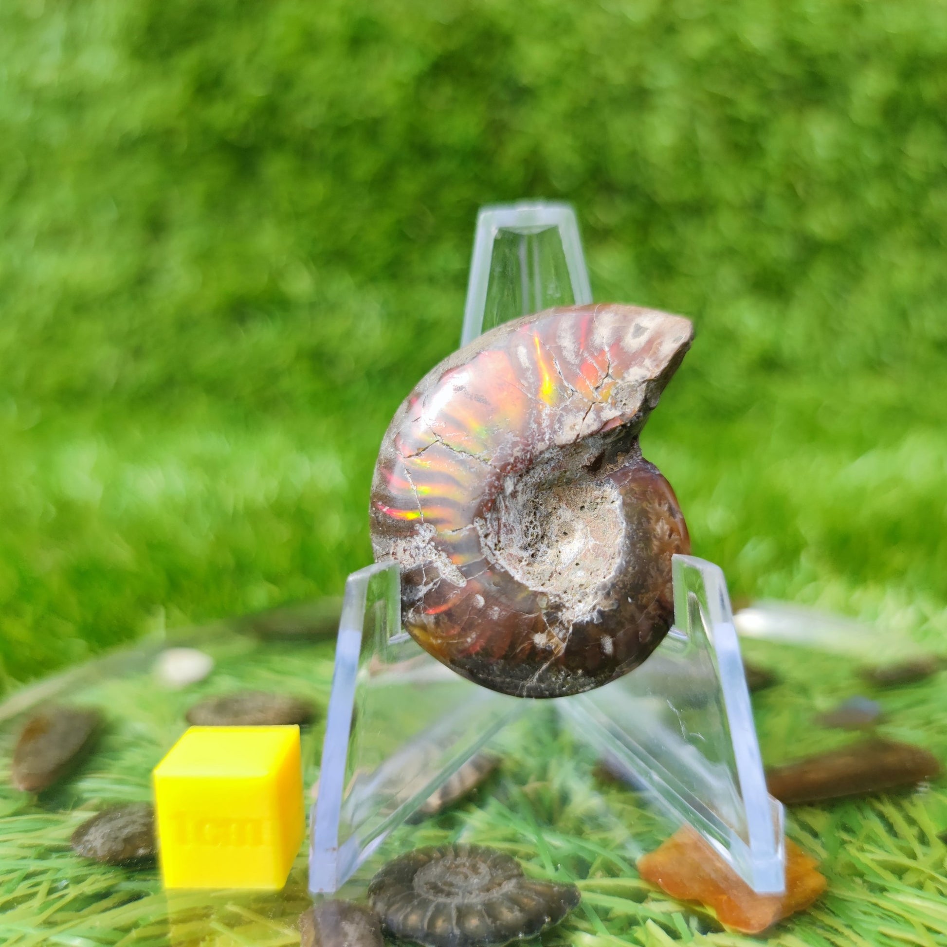 Cleoniceras iridescent Madagascar ammonite fossil - North Yorkshire Fossils