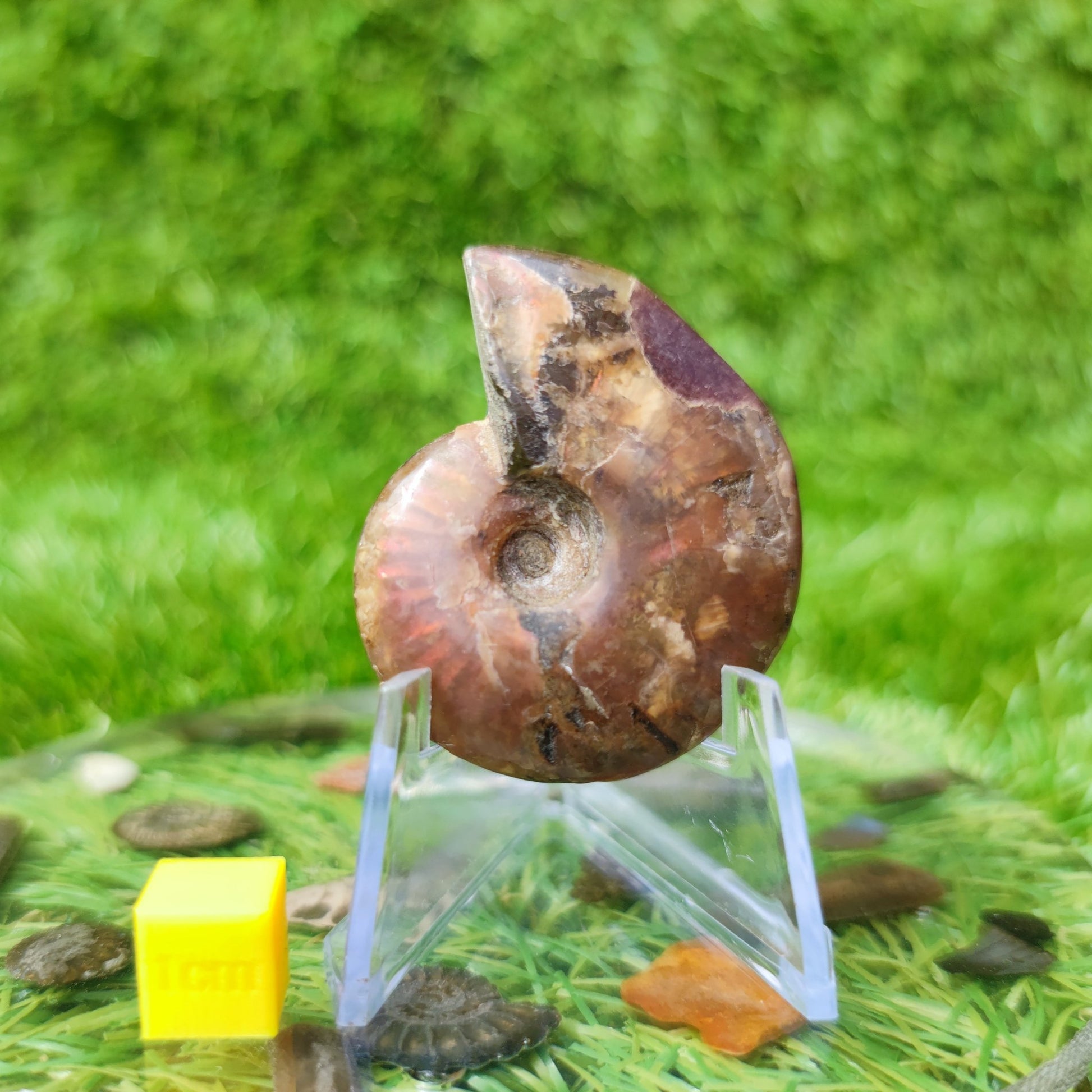 Cleoniceras iridescent Madagascar ammonite fossil - North Yorkshire Fossils