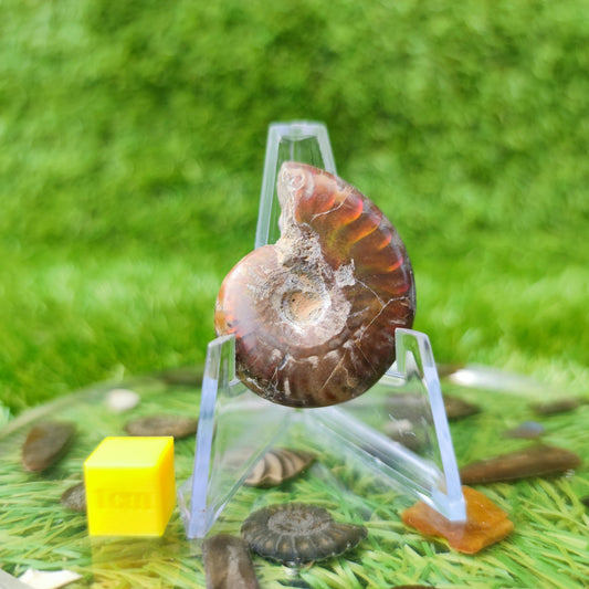 Cleoniceras iridescent Madagascar ammonite fossil - North Yorkshire Fossils