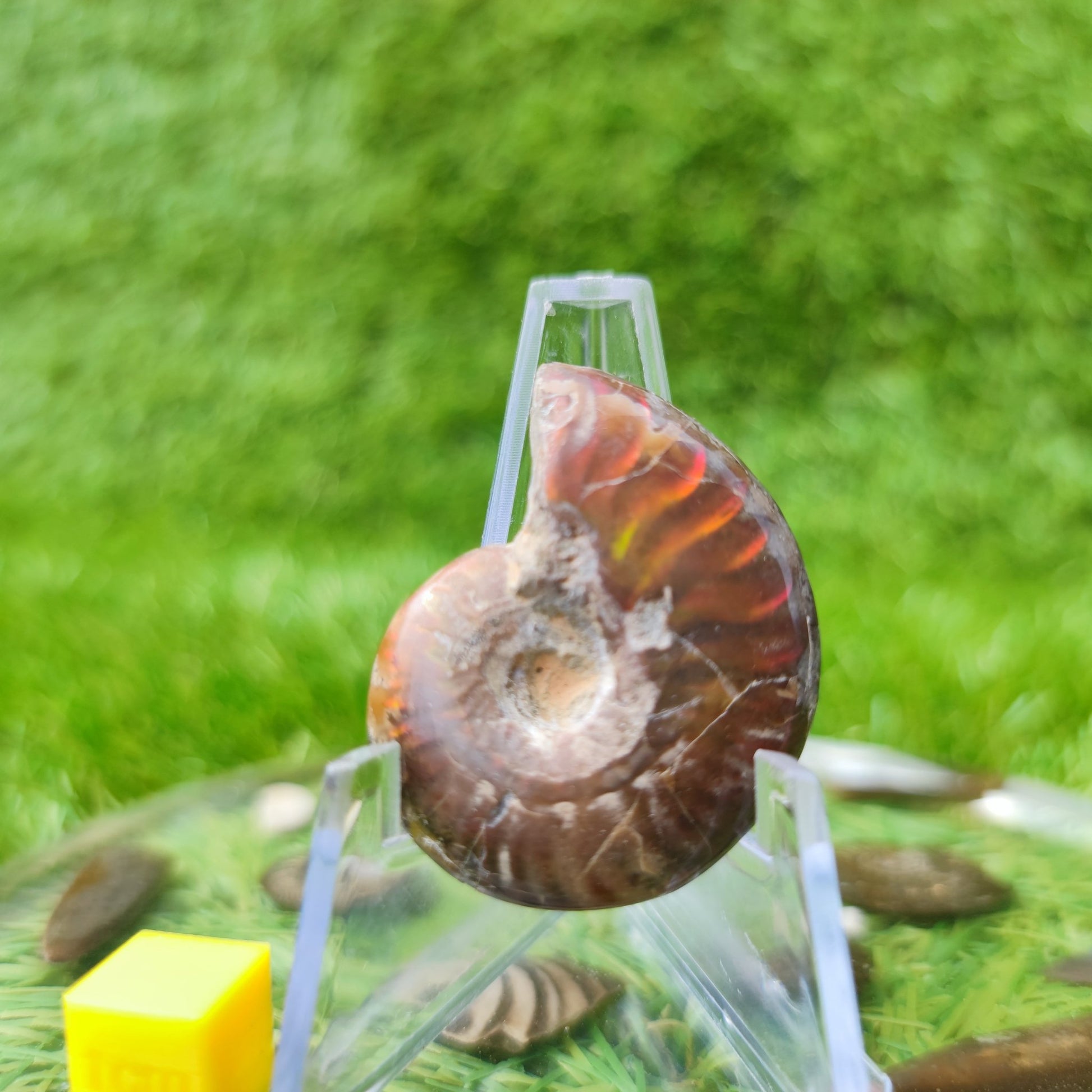 Cleoniceras iridescent Madagascar ammonite fossil - North Yorkshire Fossils