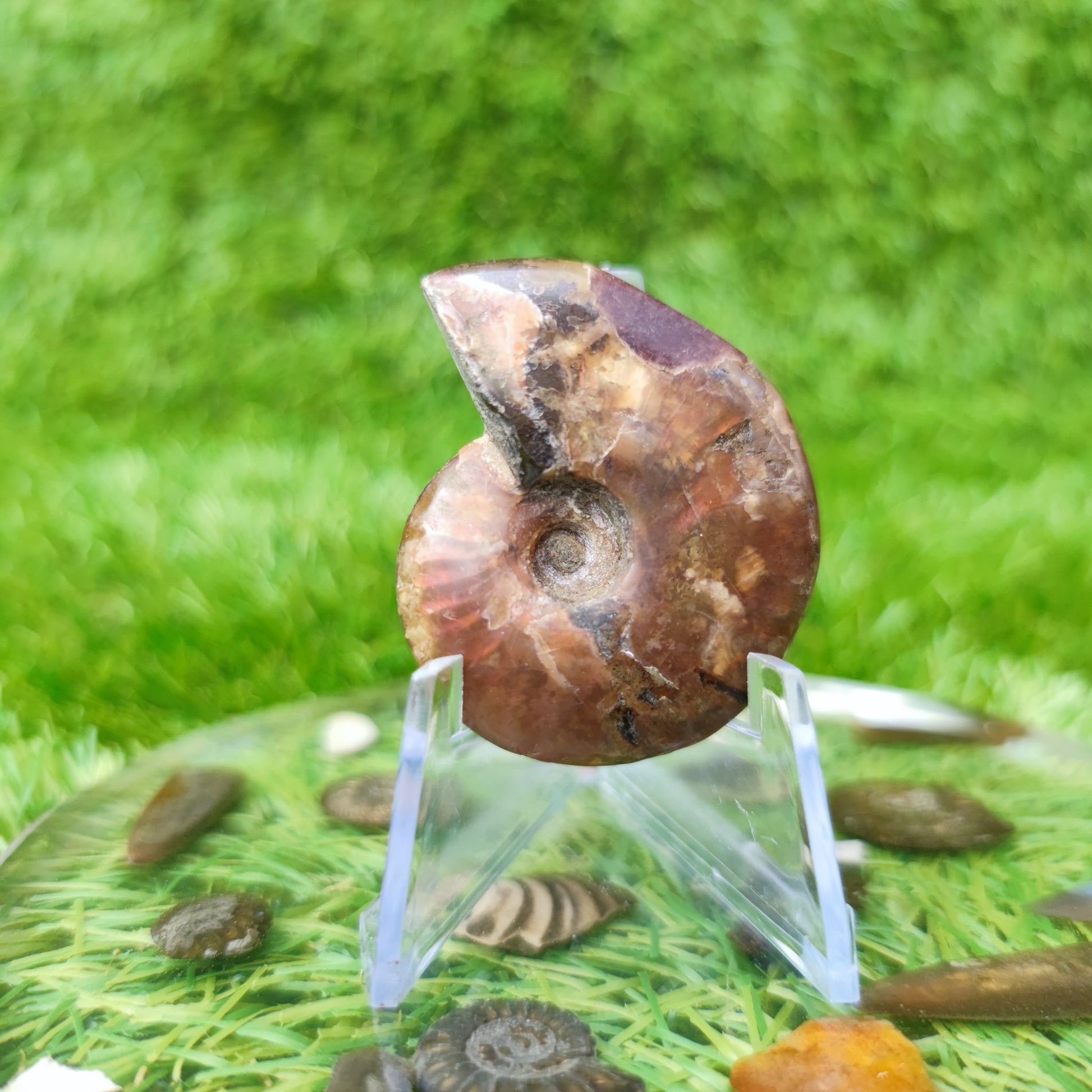 Cleoniceras iridescent Madagascar ammonite fossil - North Yorkshire Fossils