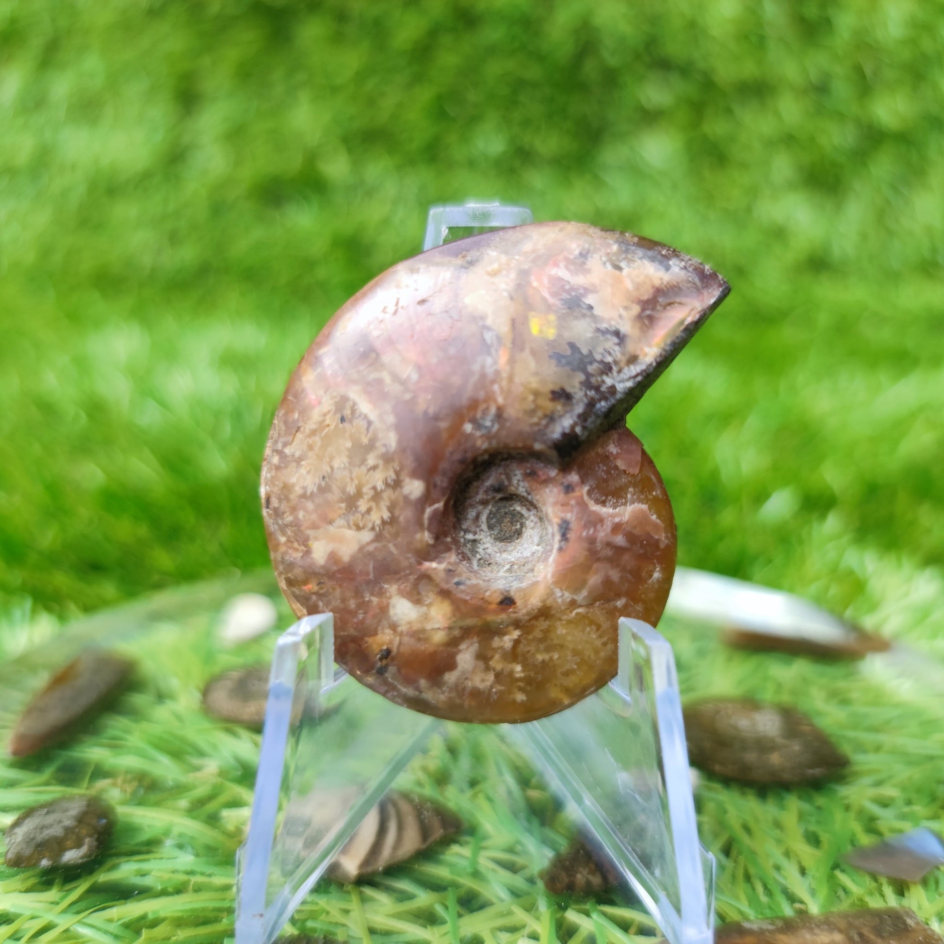 Cleoniceras iridescent Madagascar ammonite fossil - North Yorkshire Fossils