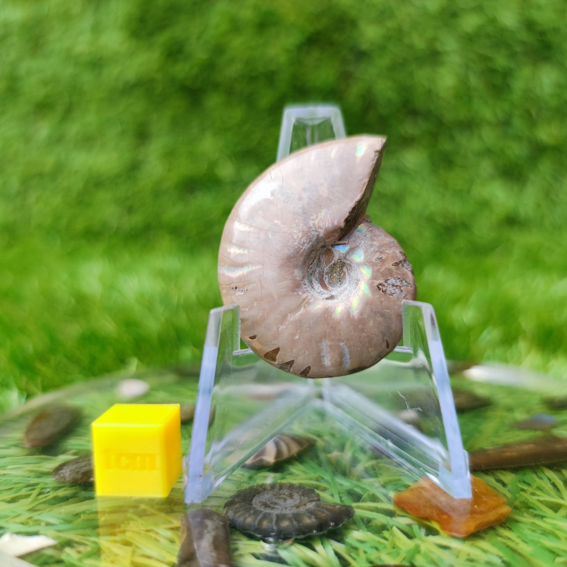 Cleoniceras iridescent Madagascar ammonite fossil - North Yorkshire Fossils