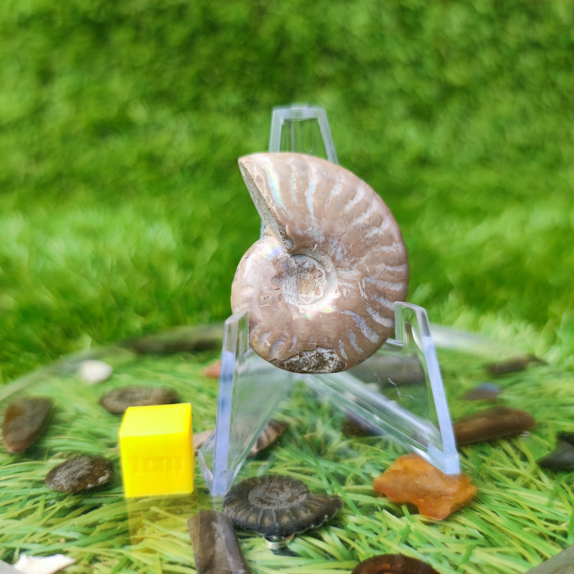 Cleoniceras iridescent Madagascar ammonite fossil - North Yorkshire Fossils