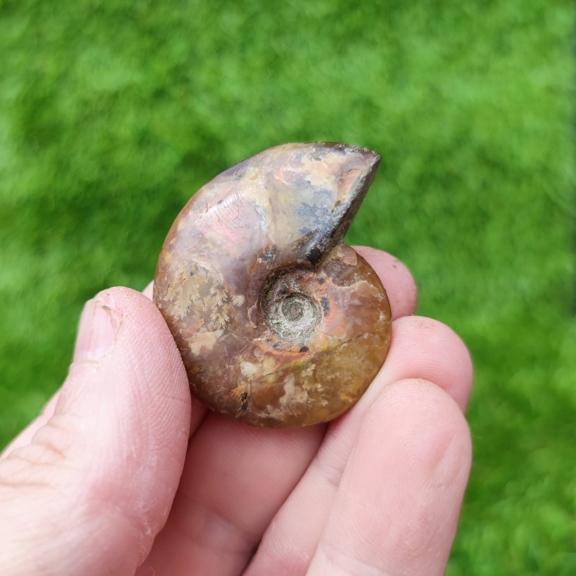 Cleoniceras iridescent Madagascar ammonite fossil - North Yorkshire Fossils