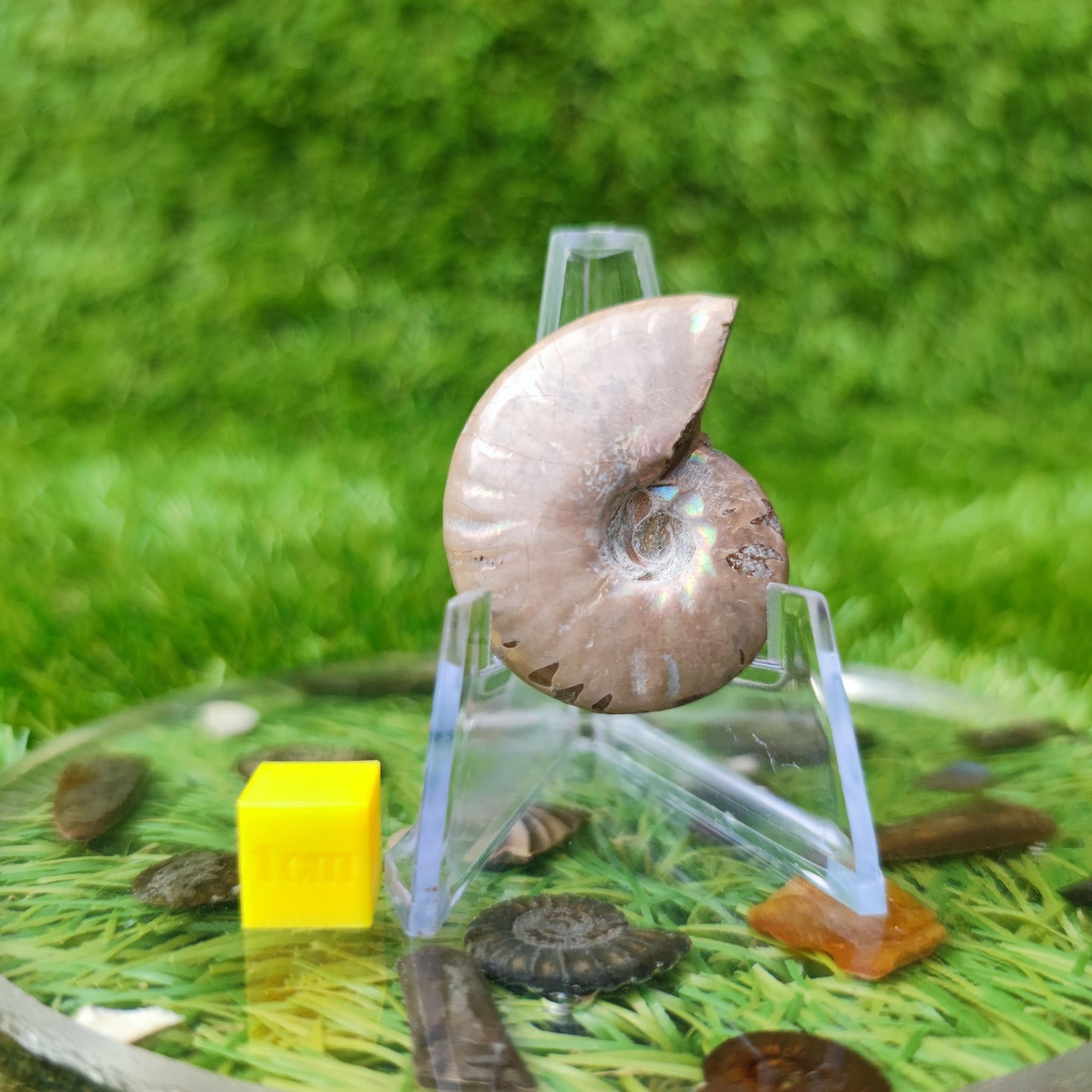 Cleoniceras iridescent Madagascar ammonite fossil - North Yorkshire Fossils